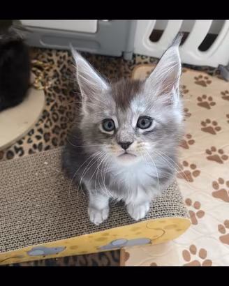Maine coon cuccioli