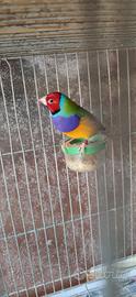 Diamanti di Gould