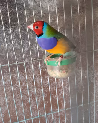 Diamanti di Gould