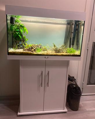 Acquario