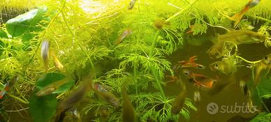 piante limmophia sessiffora