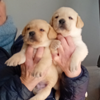 Cuccioli di labrador