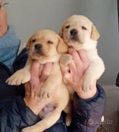 Cuccioli di labrador