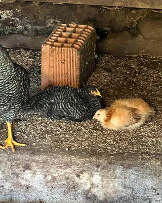 Galline