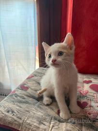 Gattino maschio
