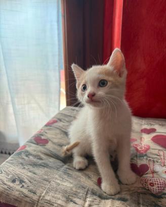 Gattino maschio