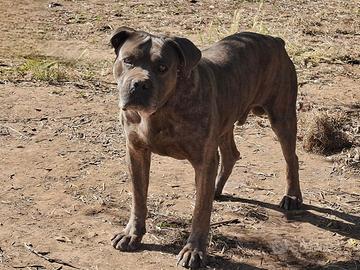 Cane corso