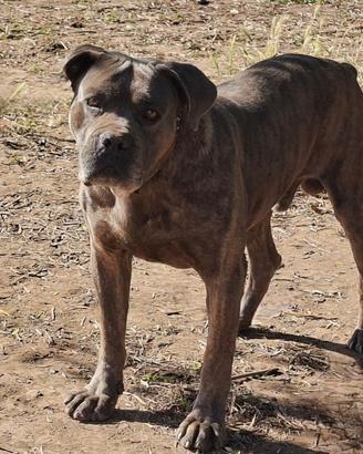 Cane corso