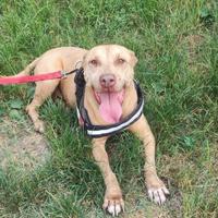 Aiutiamo champagne adozione urgentissima