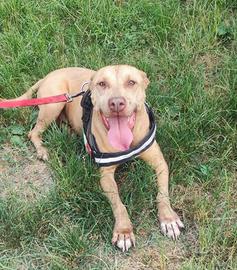 Aiutiamo champagne adozione urgentissima