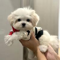 MALTESE & MALTESI CUCCIOLI pag rate da 12 mesi