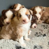 Miniature american shepherd/mini Aussie