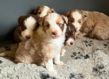 Miniature american shepherd/mini Aussie