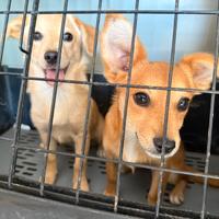Due cuccioli Taglia Piccola quattro mesi e mezzo