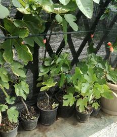 Piante di fico,nespolo melograno oleandri agave