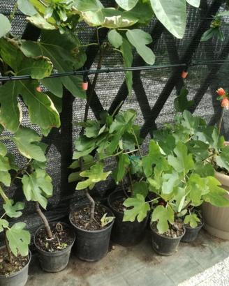 Piante di fico,nespolo melograno oleandri agave