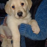 Cucciolo Labrador
