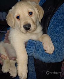 Cucciolo Labrador