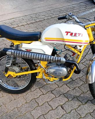 raro testi trial king