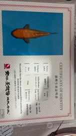 Carpe koi {YM DAINICHI}