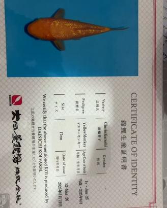 Carpe koi {YM DAINICHI}