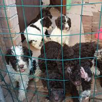 Lagotto Romagnolo cuccioli