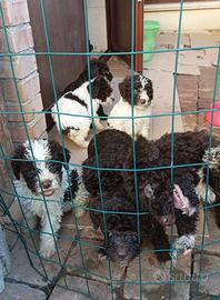 Lagotto Romagnolo cuccioli