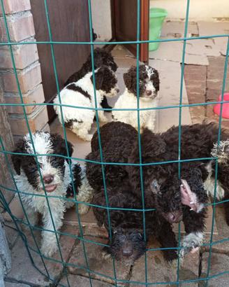 Lagotto Romagnolo cuccioli