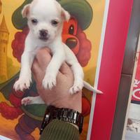 Chihuahua mini toy maschio