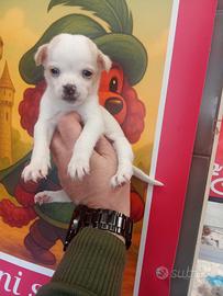 Chihuahua mini toy maschio
