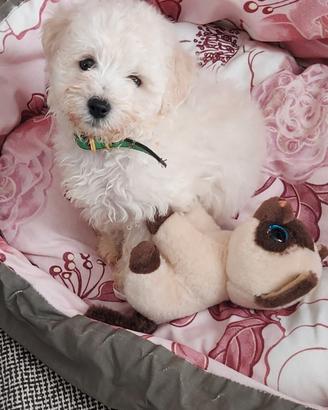 Maltese cucciola