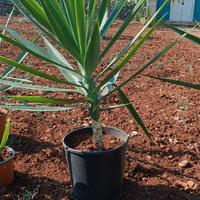 Lotto di n.9 Piante di Yucca in vaso 