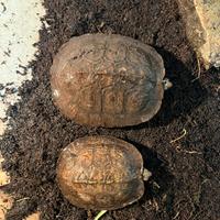 Rynoclemmys Pulcherrina Manni