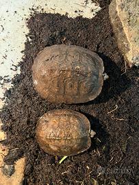 Rynoclemmys Pulcherrina Manni