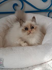 Sacro di Birmania cucciola disponibile