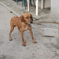 Vendita cane da caccia