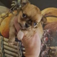 Chihuahua toy