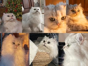 British Longhair Silver Shaded con Pedigree ENFI