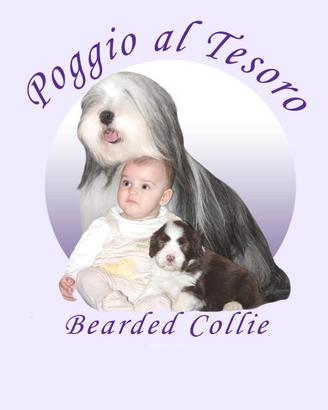 Bearded Collie cuccioli