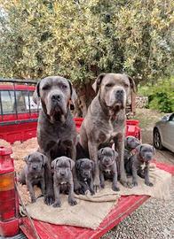 Cani corso