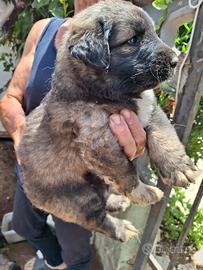 Cuccioli pastore del caucaso