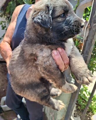 Cuccioli pastore del caucaso