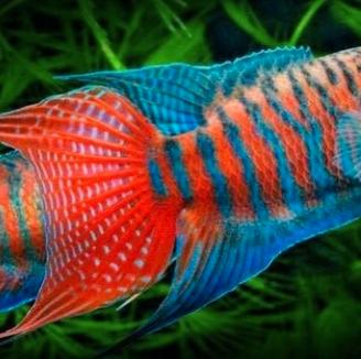 Macropodus opercularis - riproduttori e giovani