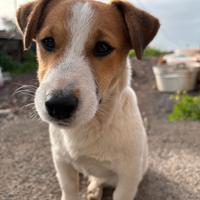 Jack russell Coppia