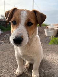 Jack russell Coppia