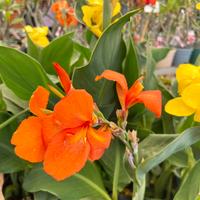 Pianta Canna Indica