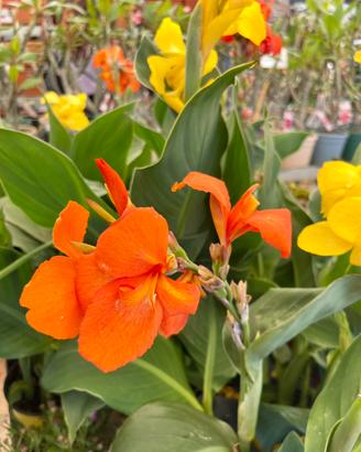 Pianta Canna Indica