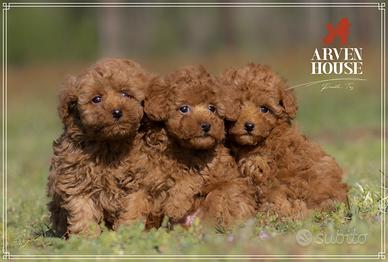 Barboncino toy rosso