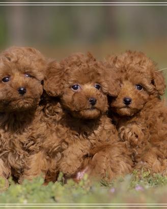 Barboncino toy rosso