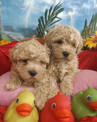 Sono Eccezionali Cuccioli MaltiPoo Piccola Taglia